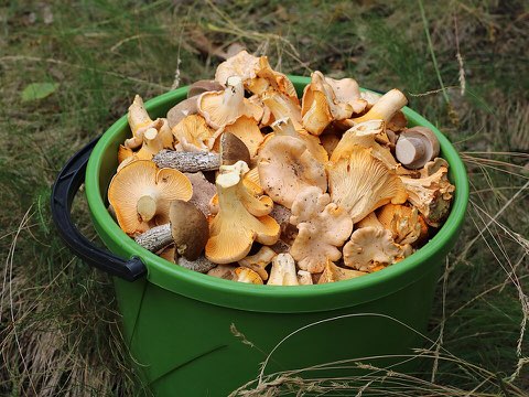 Mushroom season and the secret spot
