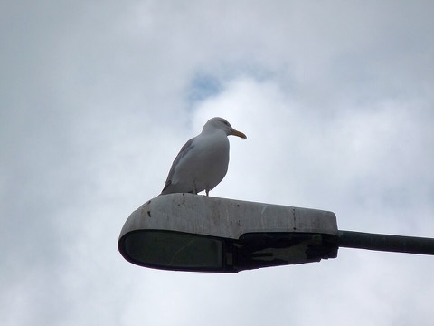 The Tallinn seagulls