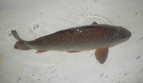 The carp in the bathtub