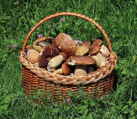 Mushroom season