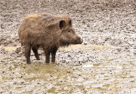 Warsaw's wild boars