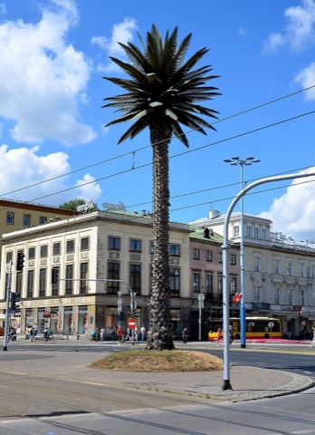 The palm on Rondo de Gaulle'a