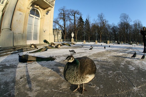 The Łazienki peacocks